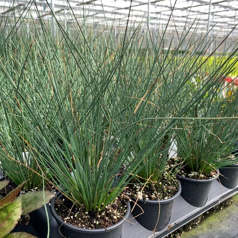 blue-arrows-rush-juncus-one-quart ‘Blue Arrows’ Rush (Juncus)|One Quart