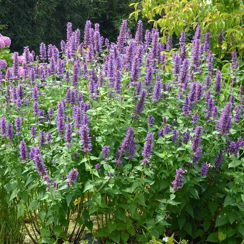 blue-boa-hummingbird-mint-agastache ‘Blue Boa’ Hummingbird Mint (Agastache)