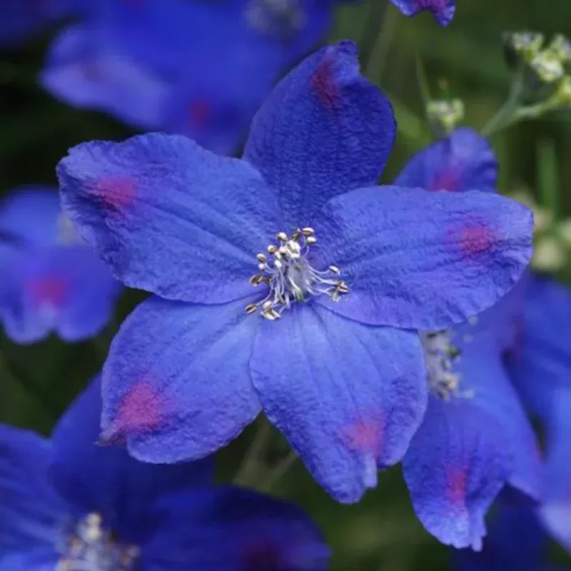 blue-butterfly-delphinium-one-quart ‘Blue Butterfly’ Delphinium|One Quart