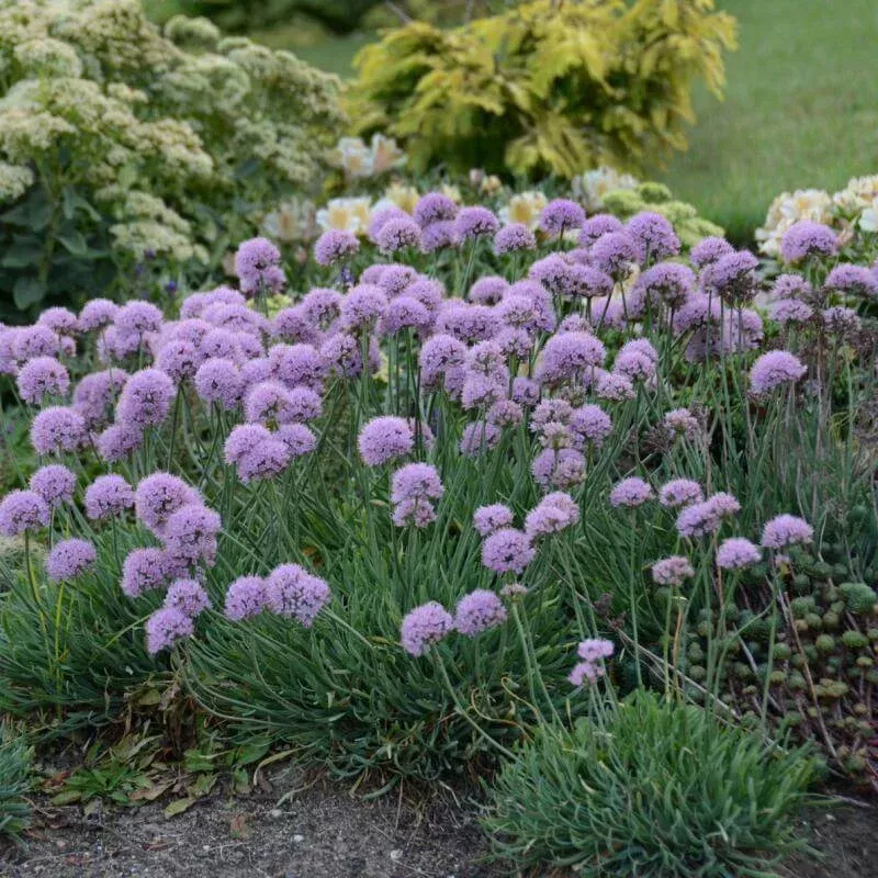 blue-eddy-allium-one-quart ‘Blue Eddy’ Allium|One Quart