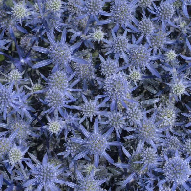 blue-glitter-sea-holly-eryngium ‘Blue Glitter’ Sea Holly (Eryngium)