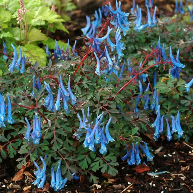 blue-heron-fumewort-corydalis ‘Blue Heron’ Fumewort (Corydalis)