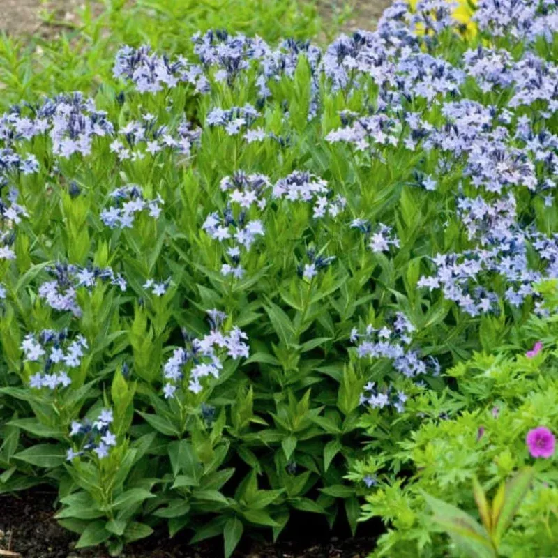 blue-ice-bluestar-amsonia-one-quart ‘Blue Ice’ Bluestar (Amsonia)|One Quart