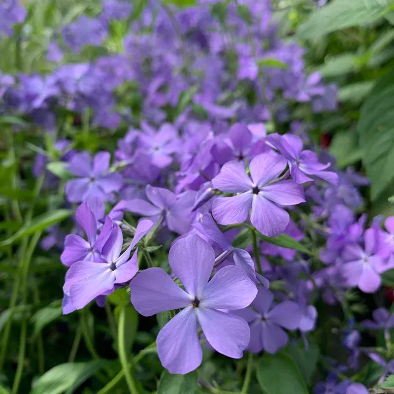 blue-moon-woodland-phlox-one-quart ‘Blue Moon’ Woodland Phlox|One Quart