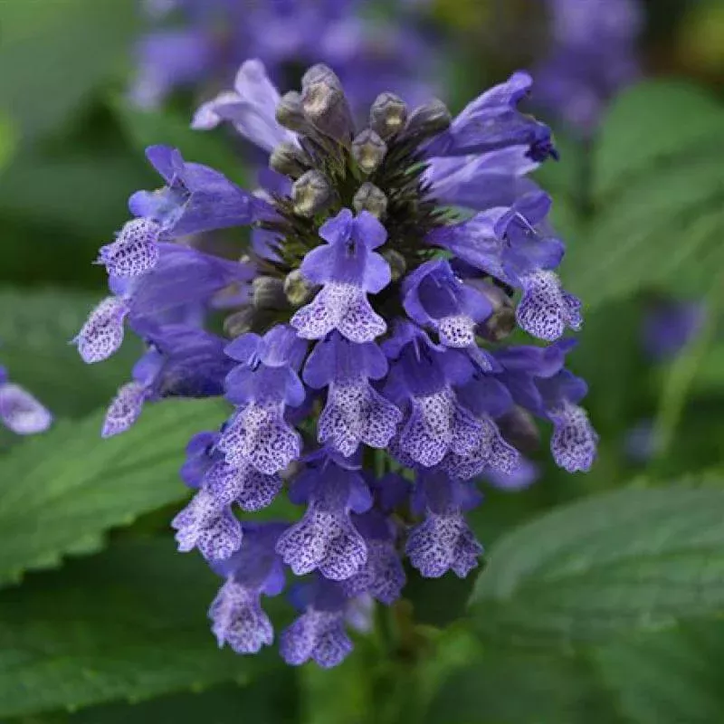 blue-prelude-catmint-one-quart ‘Blue Prelude’ Catmint|One Quart