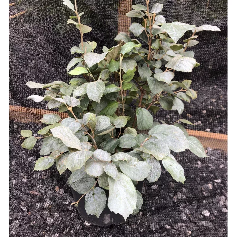 blue-shadow-witch-alder-fothergilla-x-intermedia-blue-shadow ‘Blue Shadow’ Witch Alder, Fothergilla x intermedia ‘Blue Shadow’