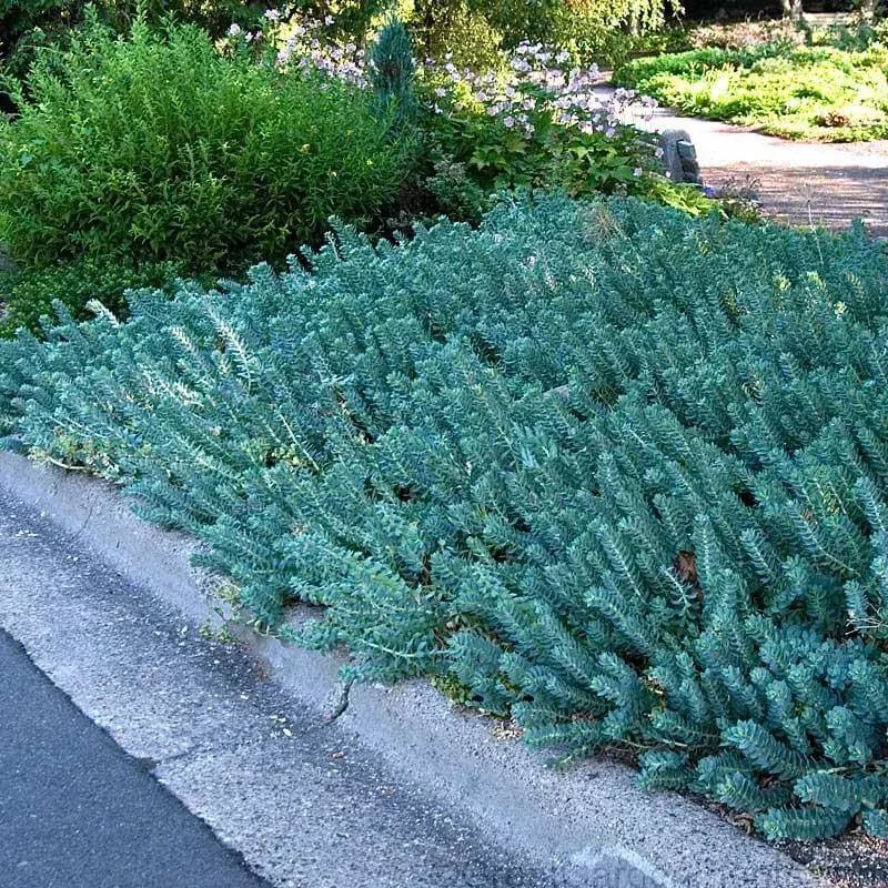 blue-spruce-stonecrop-sedum ‘Blue Spruce’ Stonecrop (Sedum)
