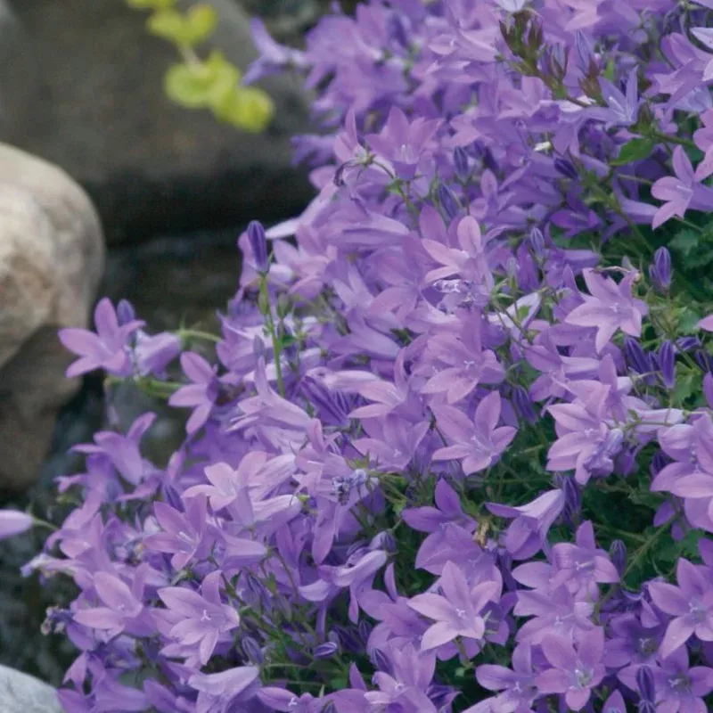 blue-waterfall-bellflower-campanula ‘Blue Waterfall’ Bellflower (Campanula)