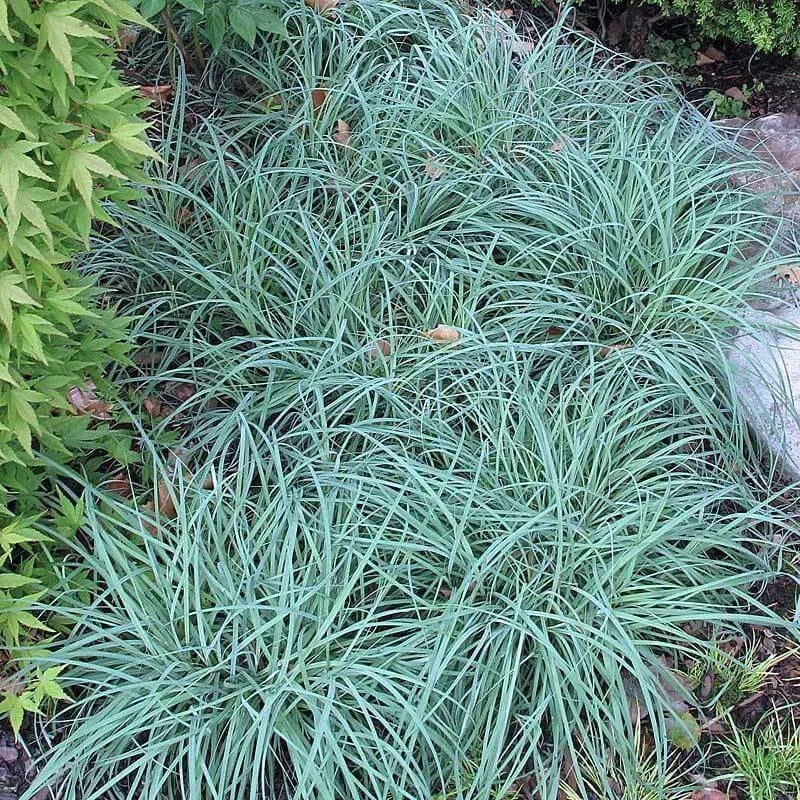 blue-zinger-sedge-carex-one-quart ‘Blue Zinger’ Sedge (Carex)|One Quart