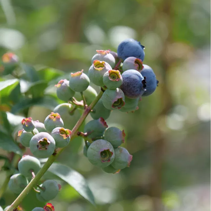 blueray-blueberry-one-quart ‘Blueray’ Blueberry|One Quart