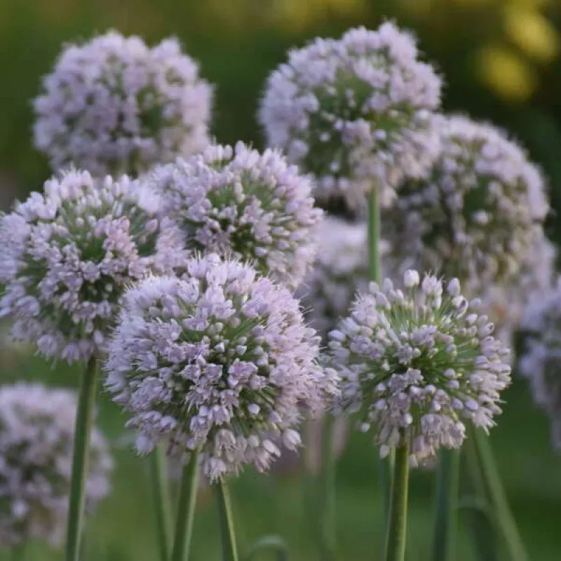 bobblehead-allium-one-quart ‘Bobblehead’ Allium|One Quart