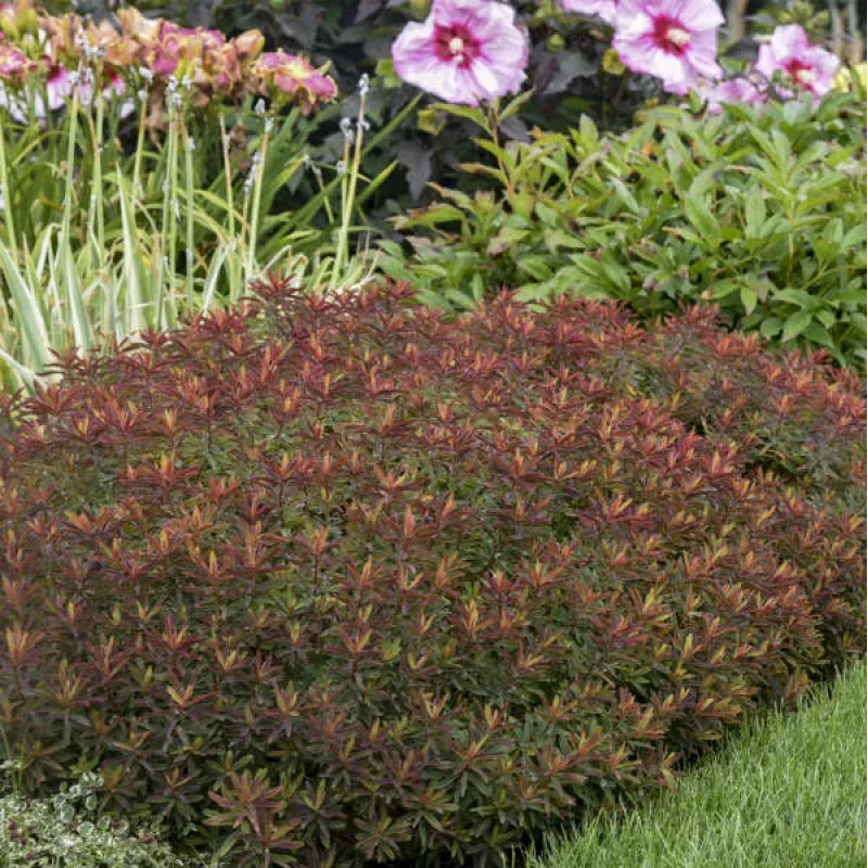 bonfire-spurge-euphorbia-one-quart ‘Bonfire’ Spurge (Euphorbia)|One Quart