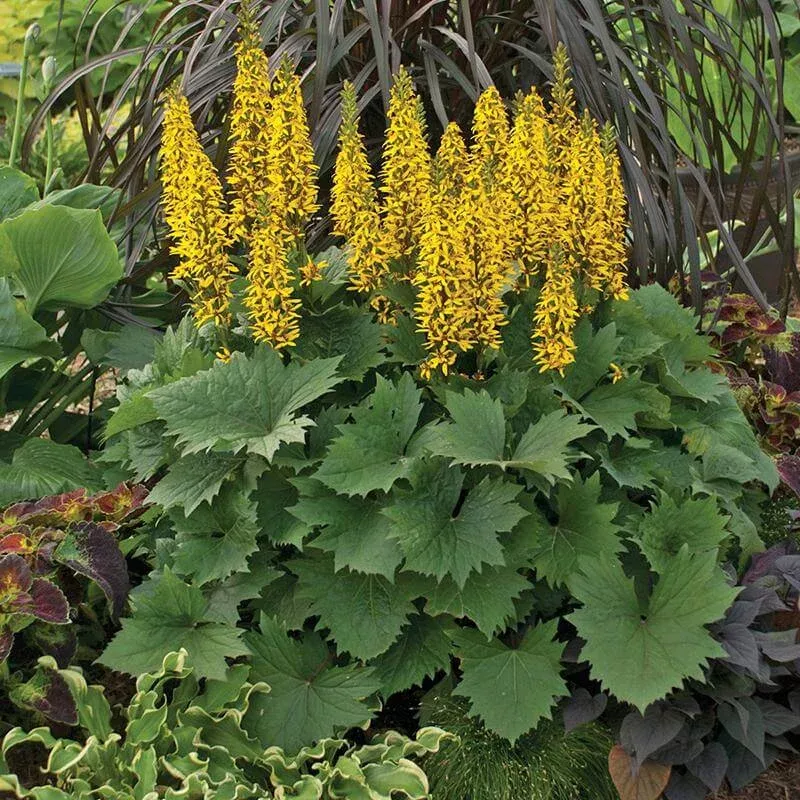 bottle-rocket-ligularia-one-quart ‘Bottle Rocket’ Ligularia|One Quart