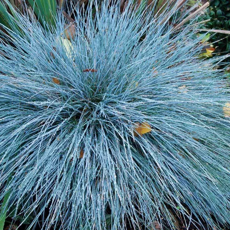 boulder-blue-blue-fescue-festuca ‘Boulder Blue’ Blue Fescue (Festuca)