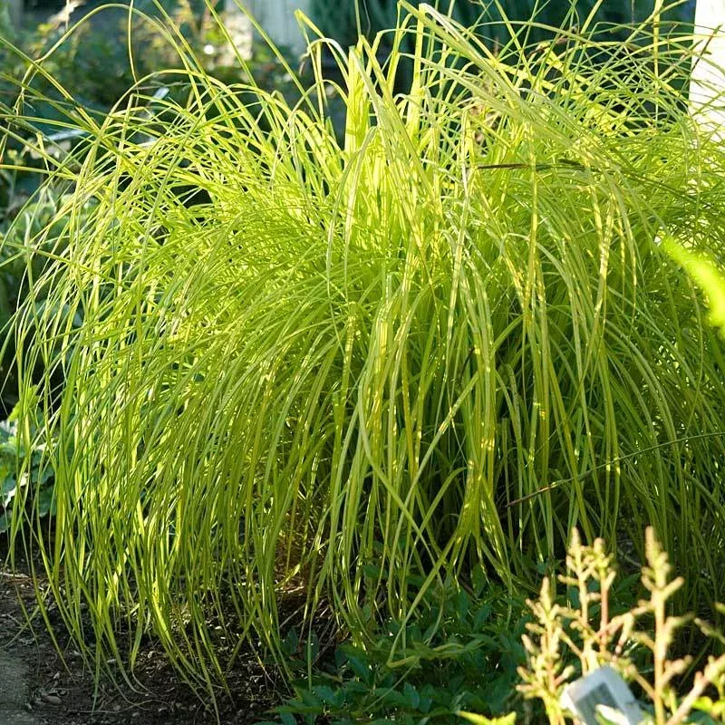 bowles-golden-sedge-carex-one-quart ‘Bowles Golden’ Sedge (Carex)|One Quart