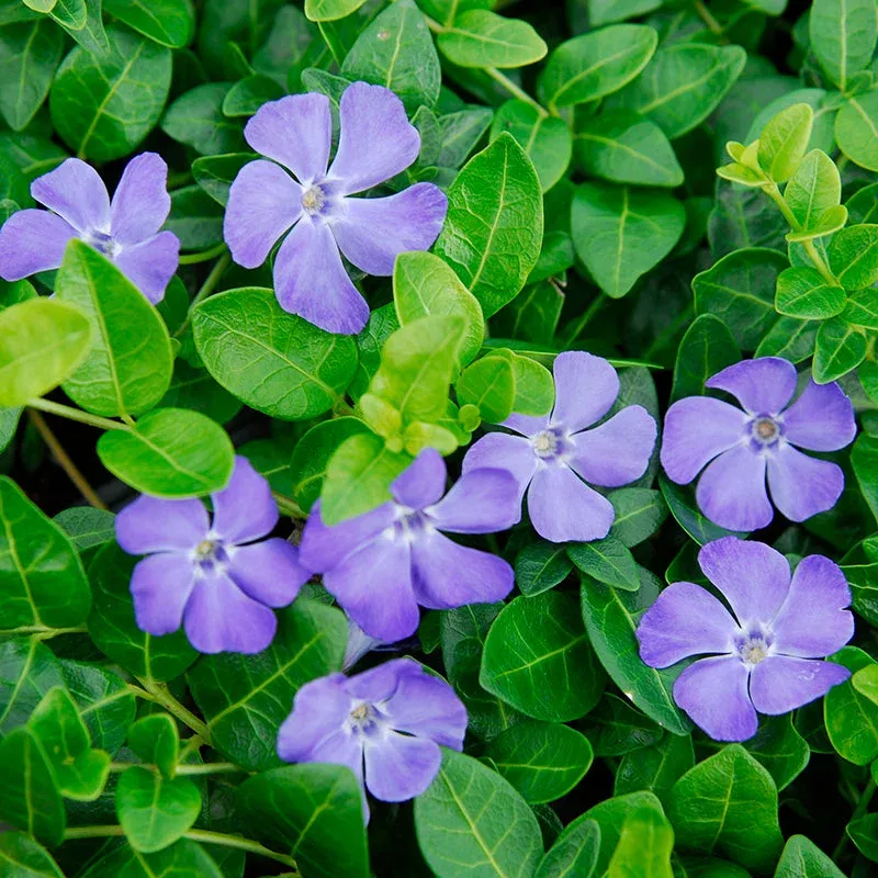bowles-periwinkle-vine-vinca ‘Bowles’ Periwinkle Vine (Vinca)