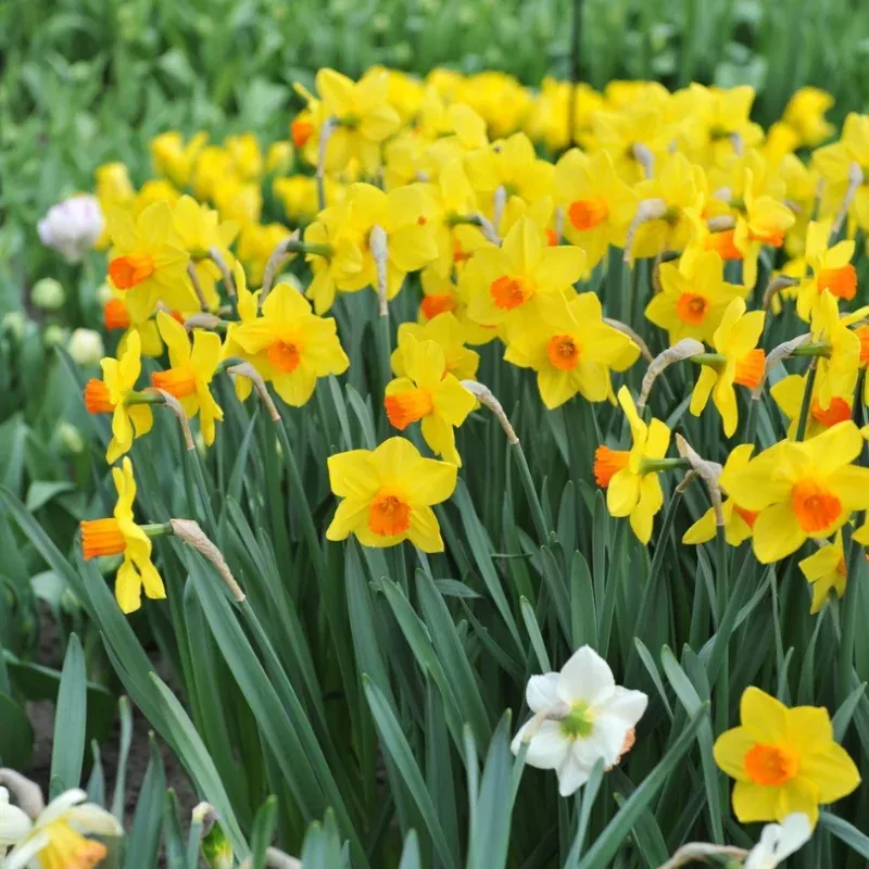 brackenhurst-large-cupped-daffodil-narcissus ‘Brackenhurst’ Large Cupped Daffodil (Narcissus)