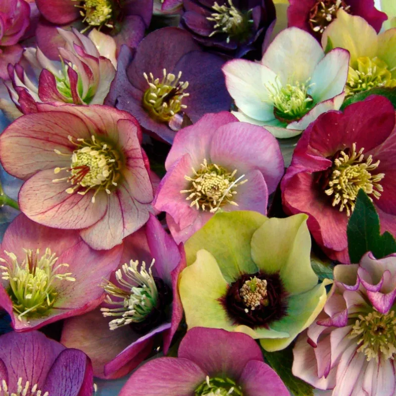 brandywine-lenten-rose-helleborus ‘Brandywine’ Lenten Rose (Helleborus)