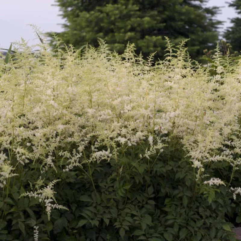 bridal-veil-astilbe-one-quart ‘Bridal Veil’ Astilbe|One Quart