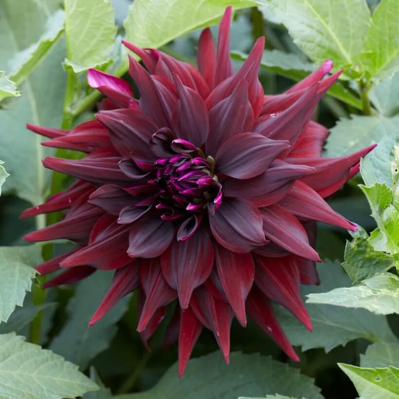 brigitta-alida-dahlia ‘Brigitta Alida’ Dahlia