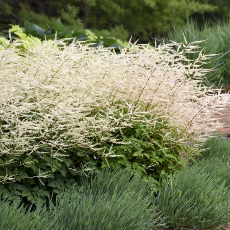 ‘Chantilly Lace’ Goatsbeard (Aruncus)