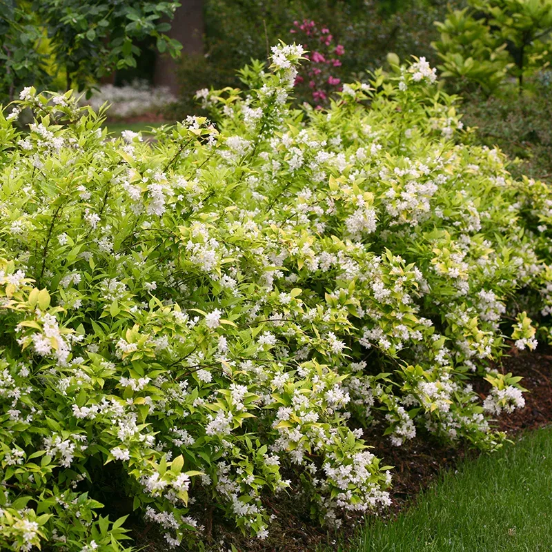 Chardonnay Pearls Deutzia|One Quart