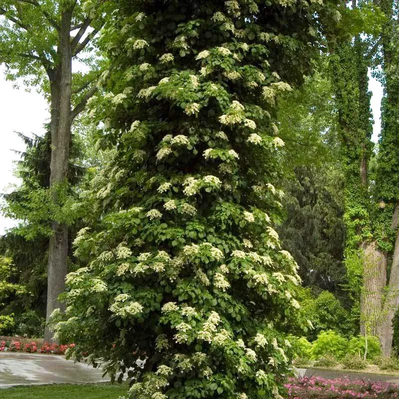 Climbing Hydrangea|One Quart