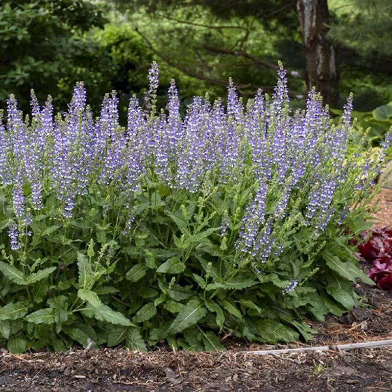 color-spires-azure-snow-salvia Color Spires ‘Azure Snow’ Salvia