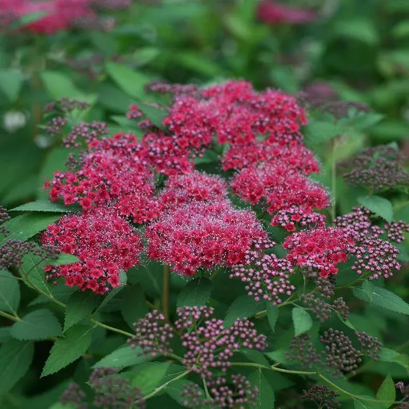 Double Play Red Spirea|One Quart