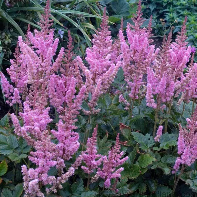 dwarf-chinese-astilbe-one-quart Dwarf Chinese Astilbe|One Quart