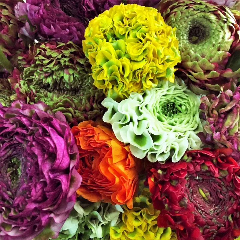 italian-ranunculus-cloni-pon-pon-mix Italian Ranunculus – Cloni Pon Pon Mix