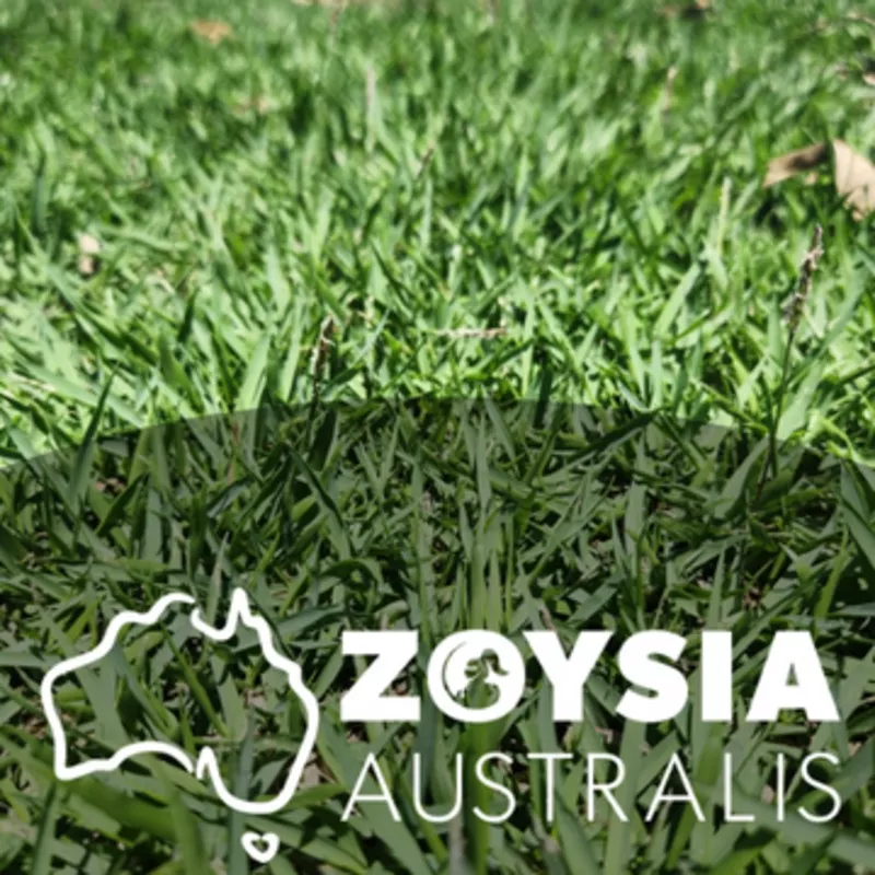 zoysia-grasszoysia-australis Zoysia GrassZoysia Australis