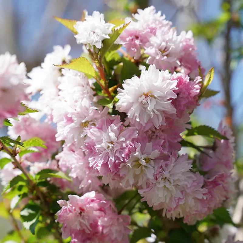 zuzu-flowering-cherry-shrub-one-quart Zuzu Flowering Cherry Shrub|One Quart