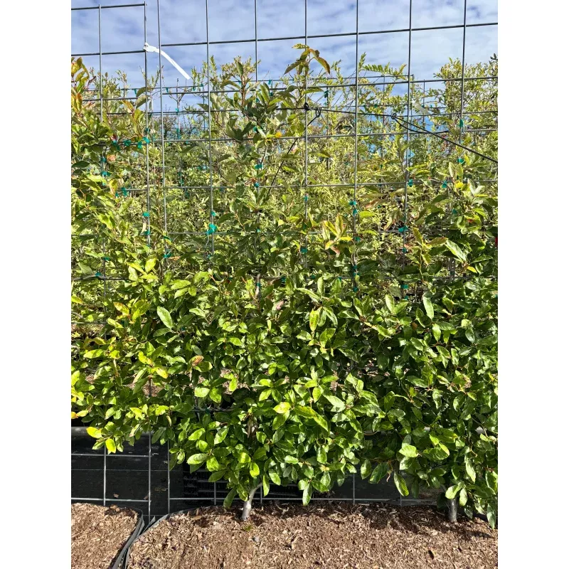 zydeco-twist-black-gum-150cm-3gal-125cm-7gal-living-fence-4-6-square-pattern Zydeco Twist Black Gum|150cm 3gal&125cm 7gal&Living Fence 4×6 Square Pattern