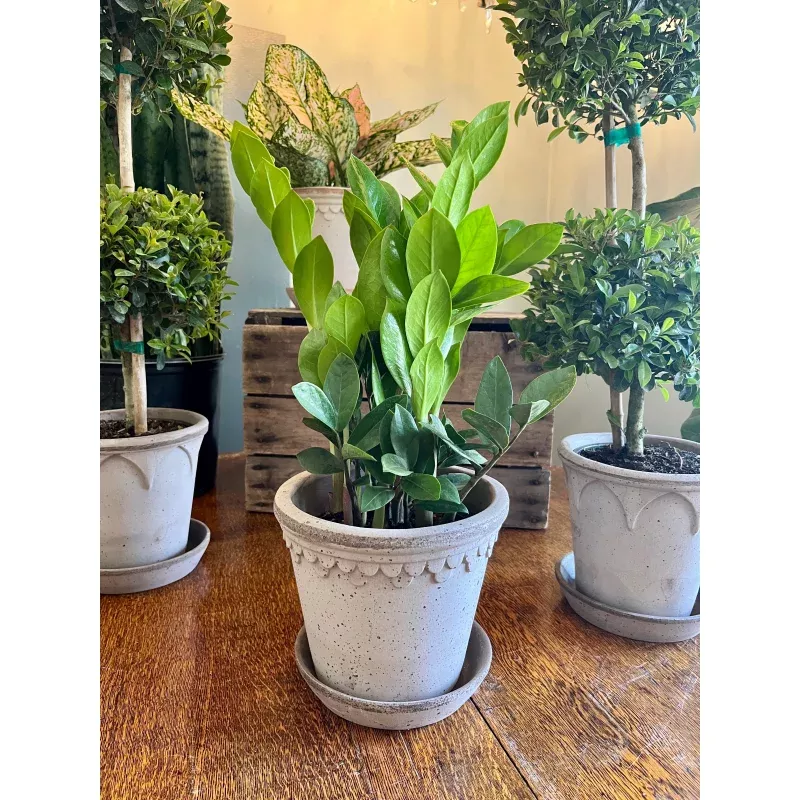 zz-plant-6-grower-s-pot ZZ Plant, 6 grower’s pot