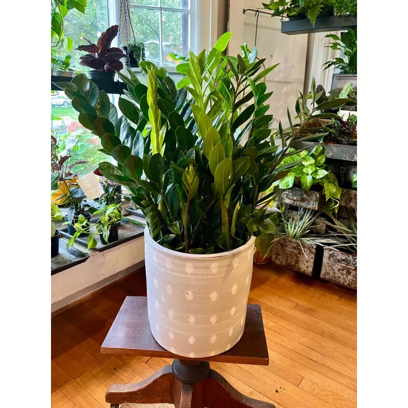 zz-plant-in-10-grower-s-pot ZZ plant, in 10 grower’s pot